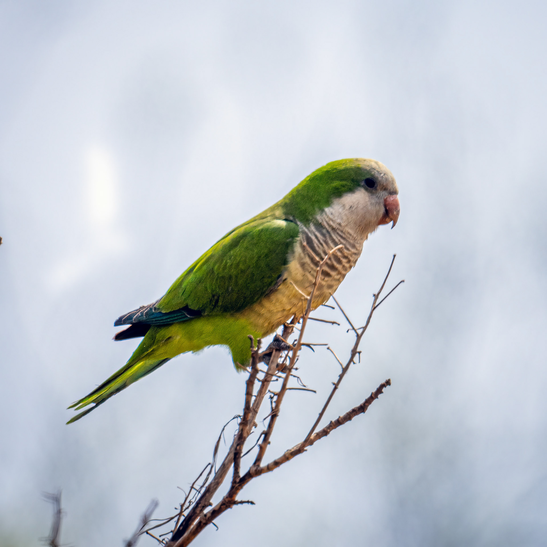 Monk parakeet