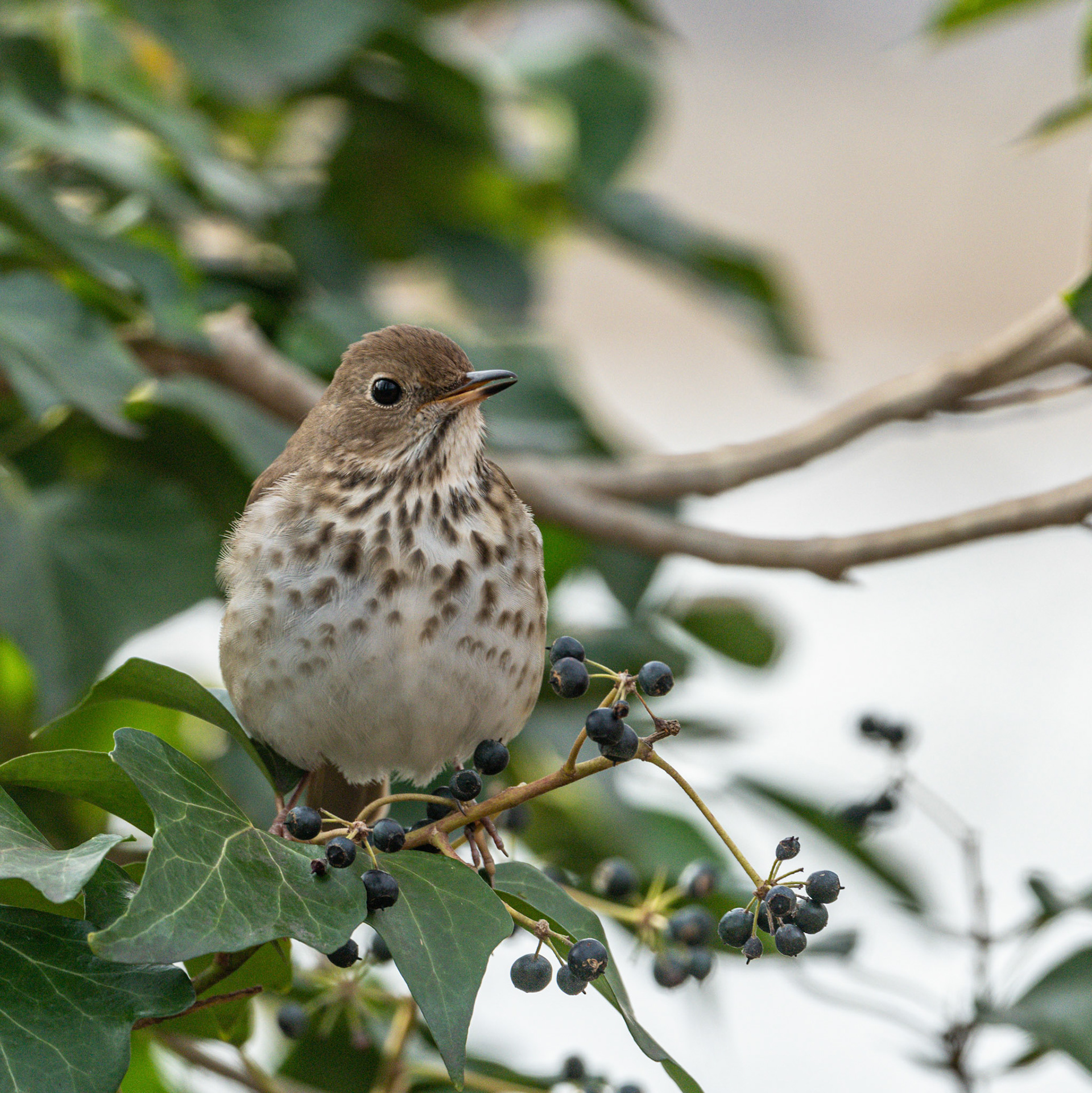 Hermit Thrush