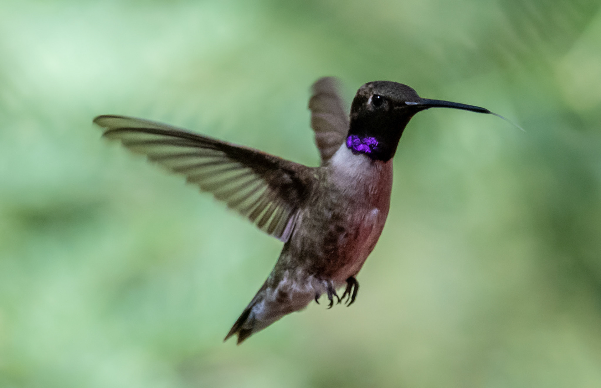 Costa's Hummingbird