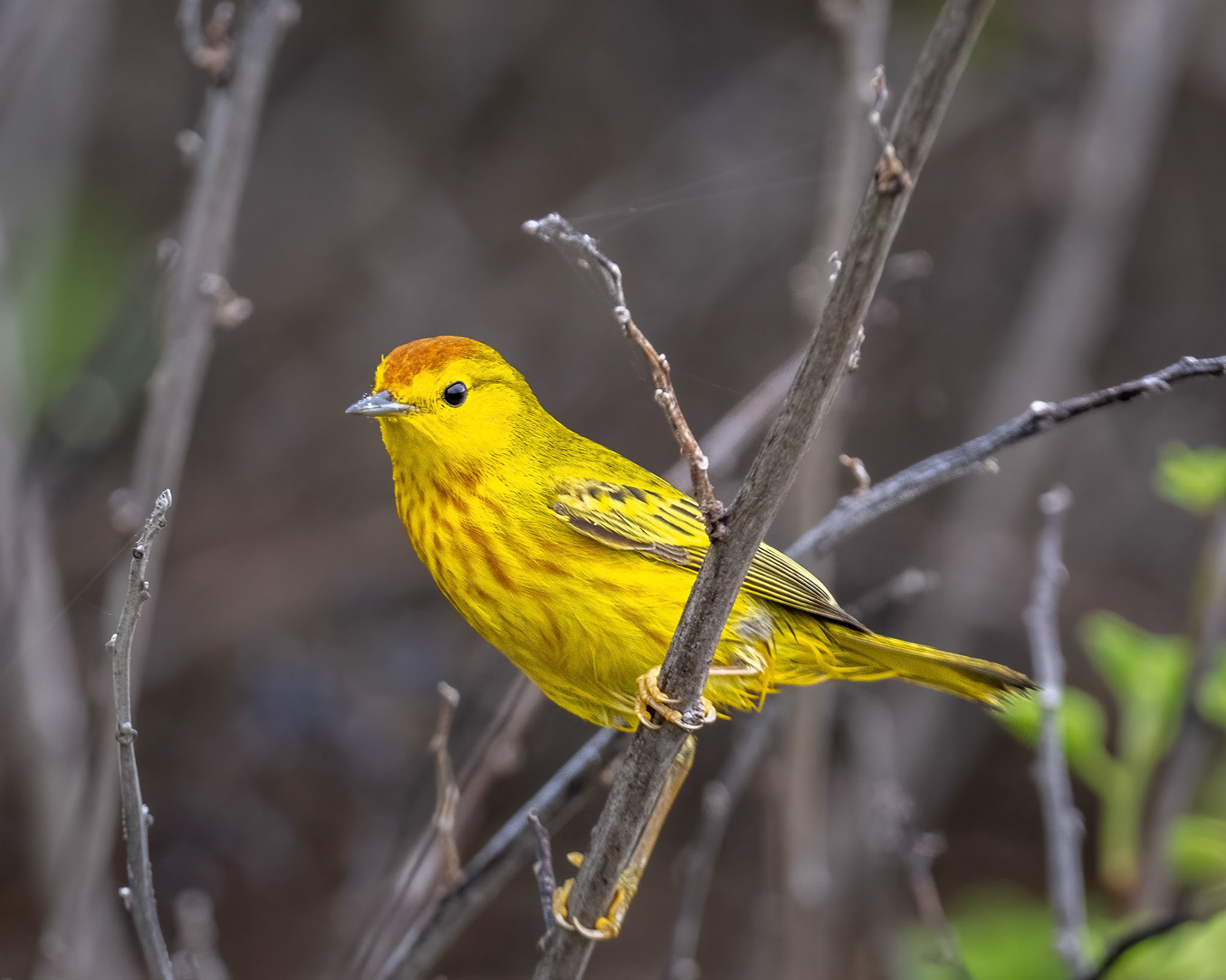 Yellow warbler