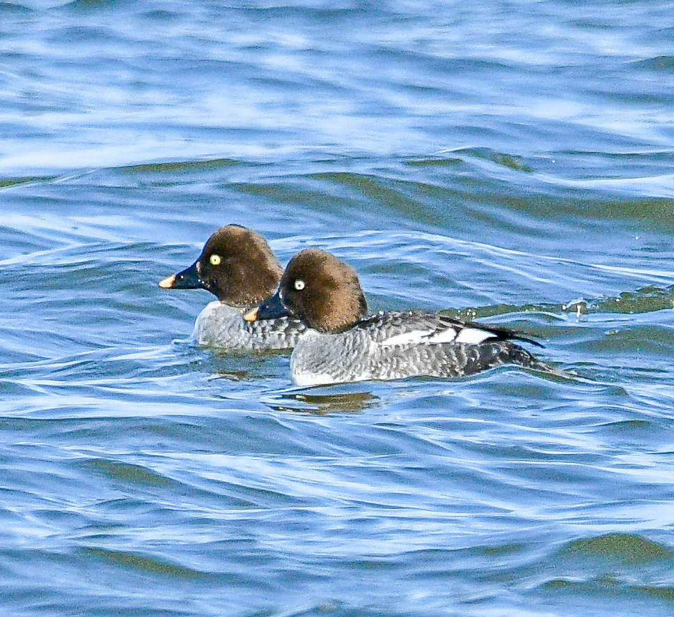 Common Goldeneye