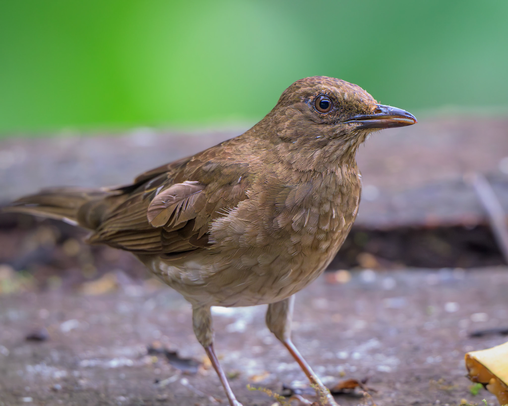 Clay-colored Thrush