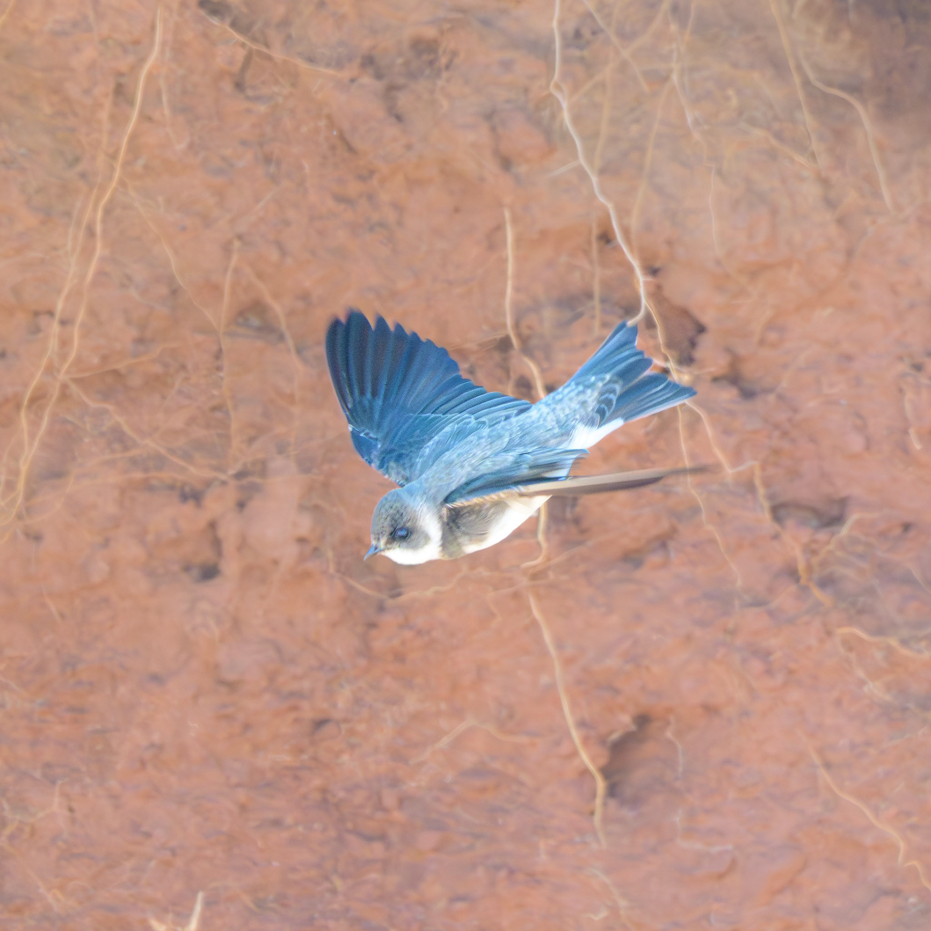 Bank Swallow