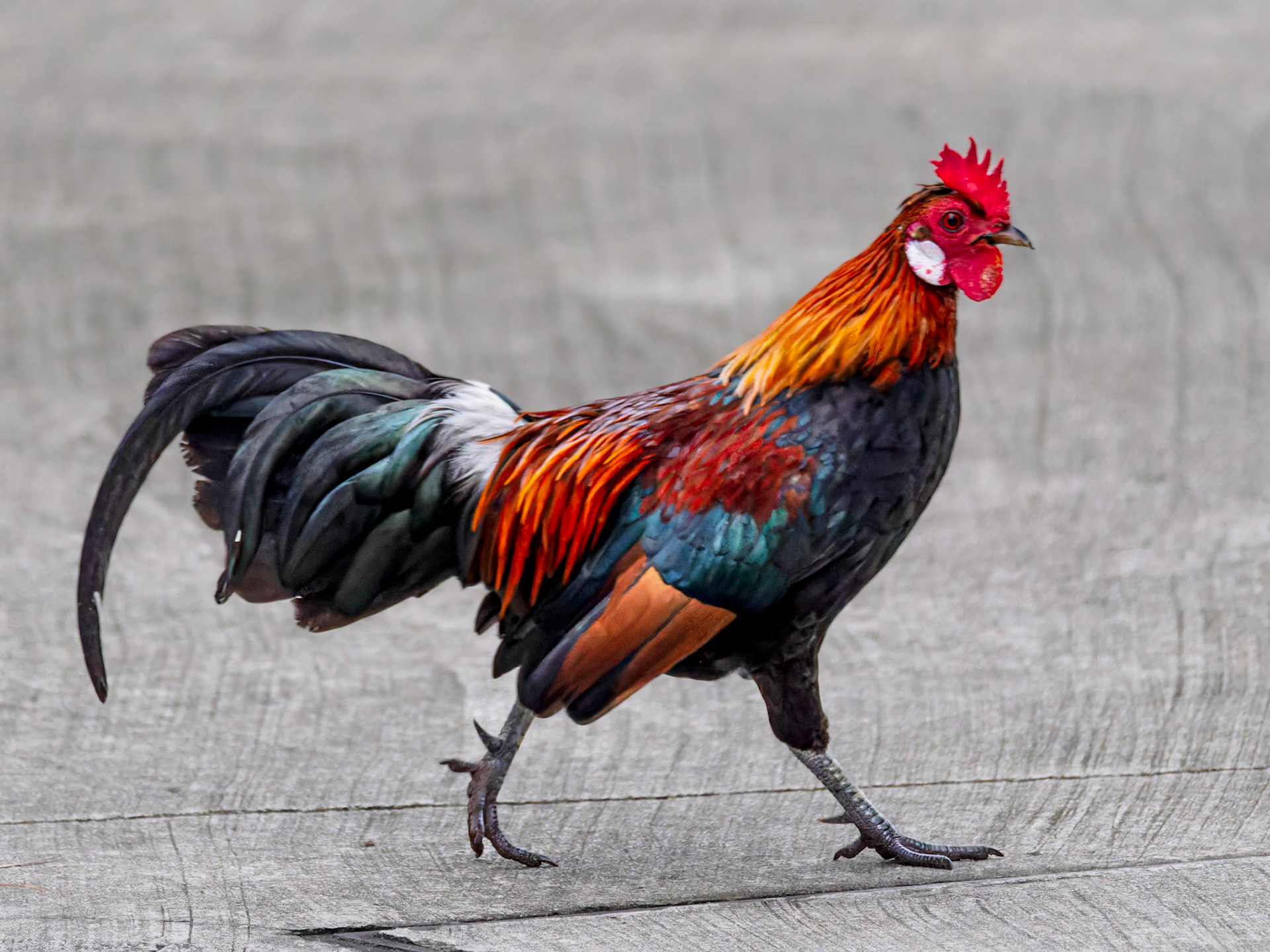 Red Junglefowl