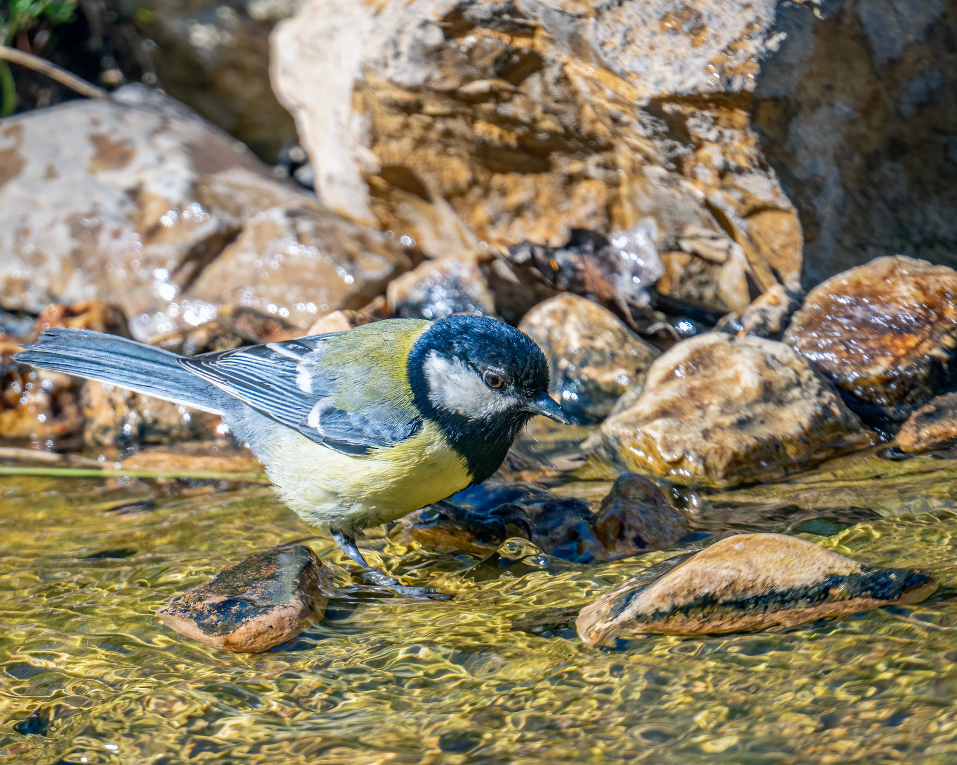 Great tit