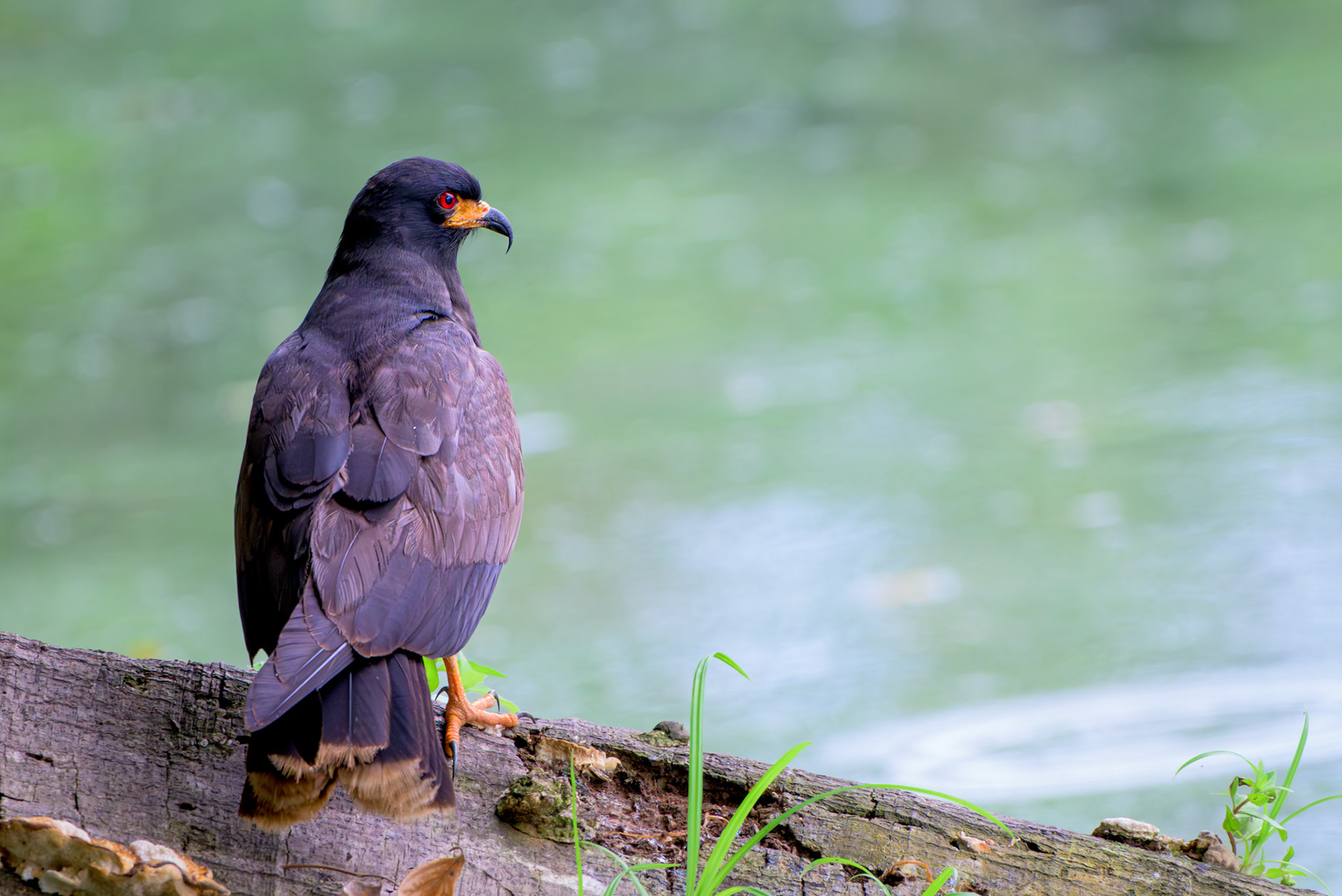 Snail Kite