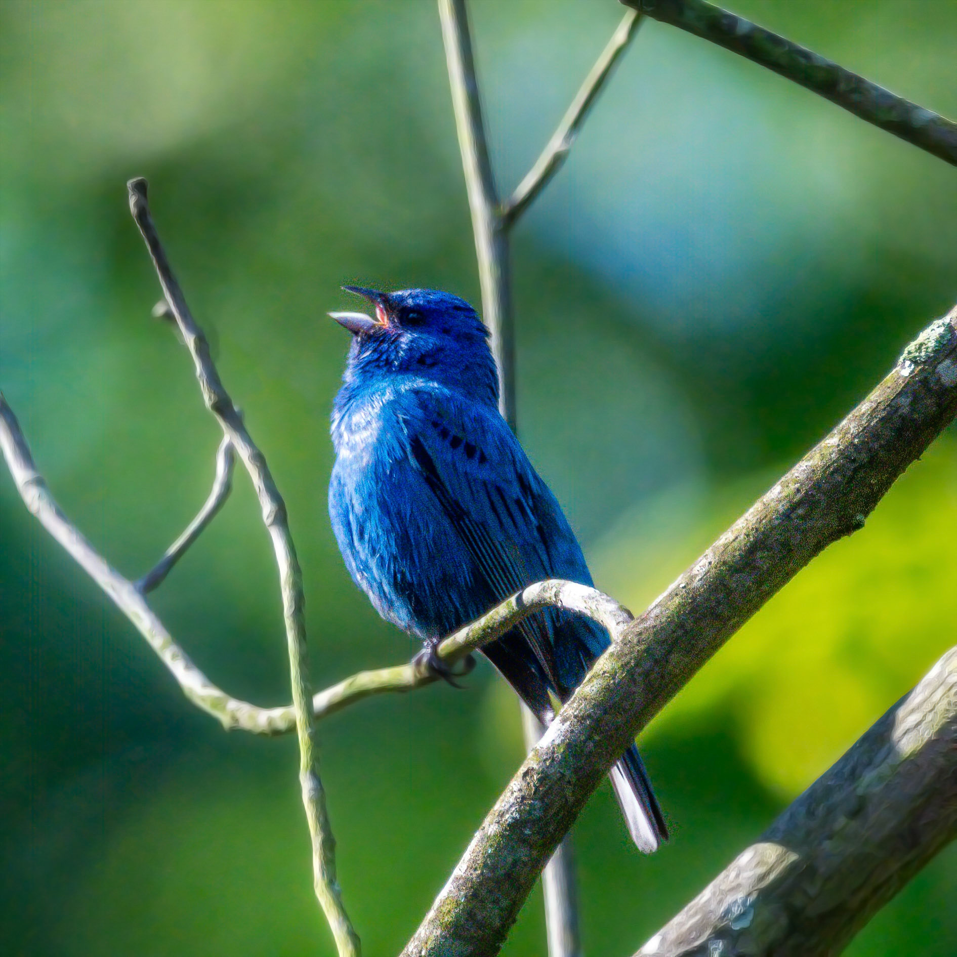 Indigo bunting