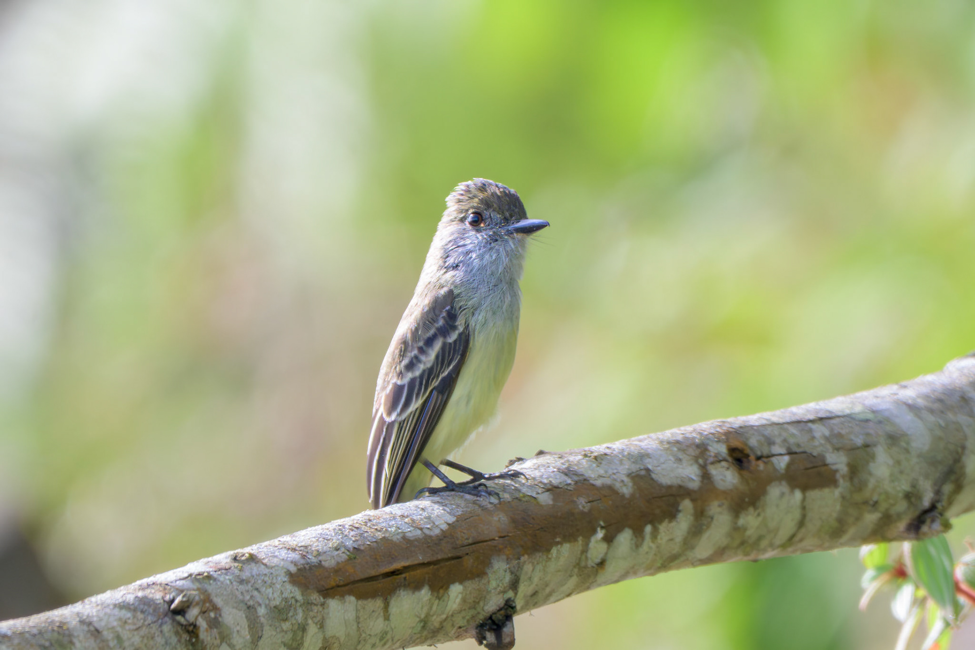 Pale-edged Flycatcher