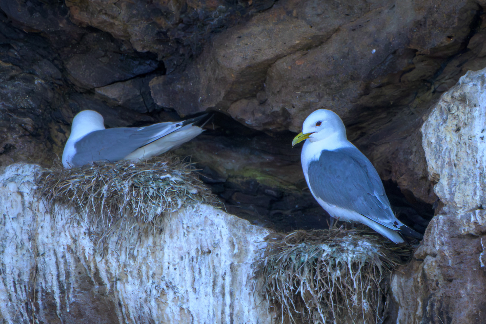 Black-legged Kittiwake