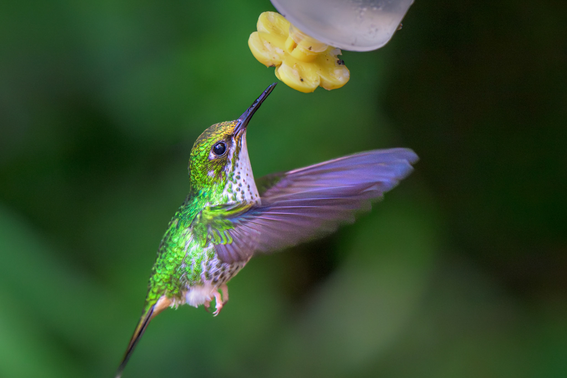Speckled Hummingbird