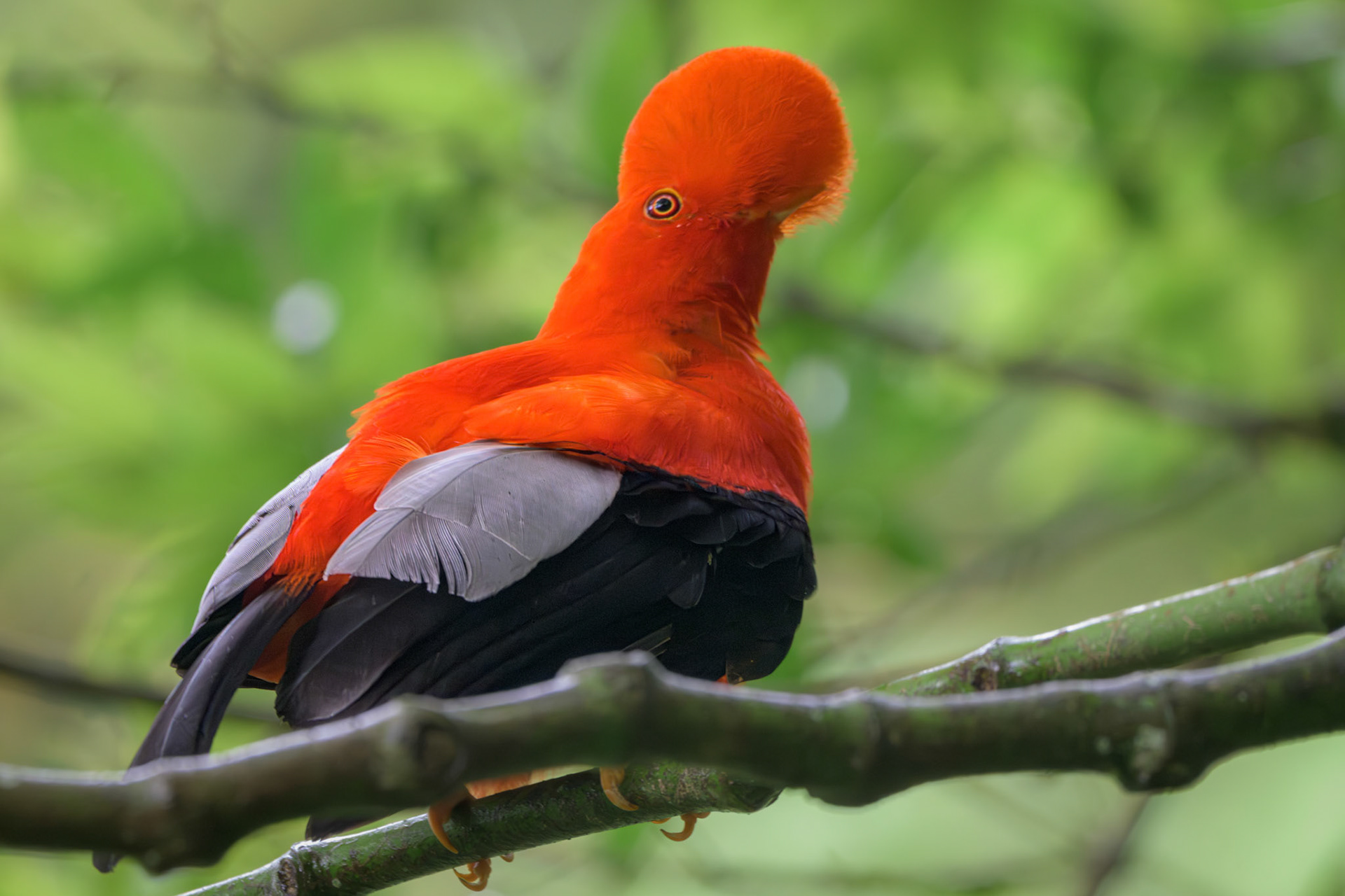 Andean Cock of the Rock