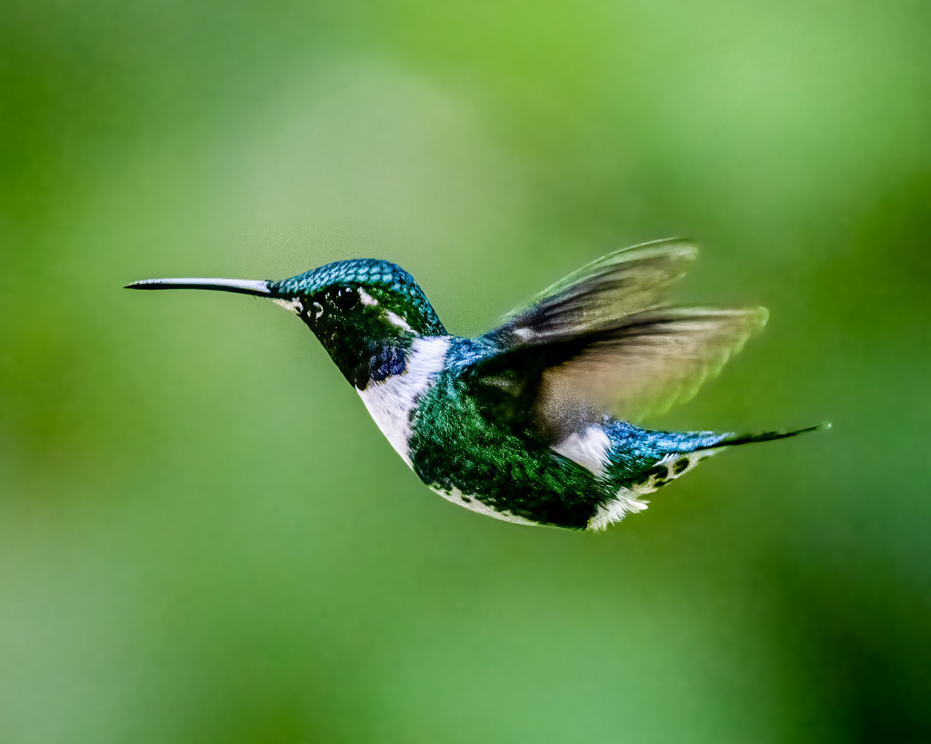White-bellied woodstar hummingbird