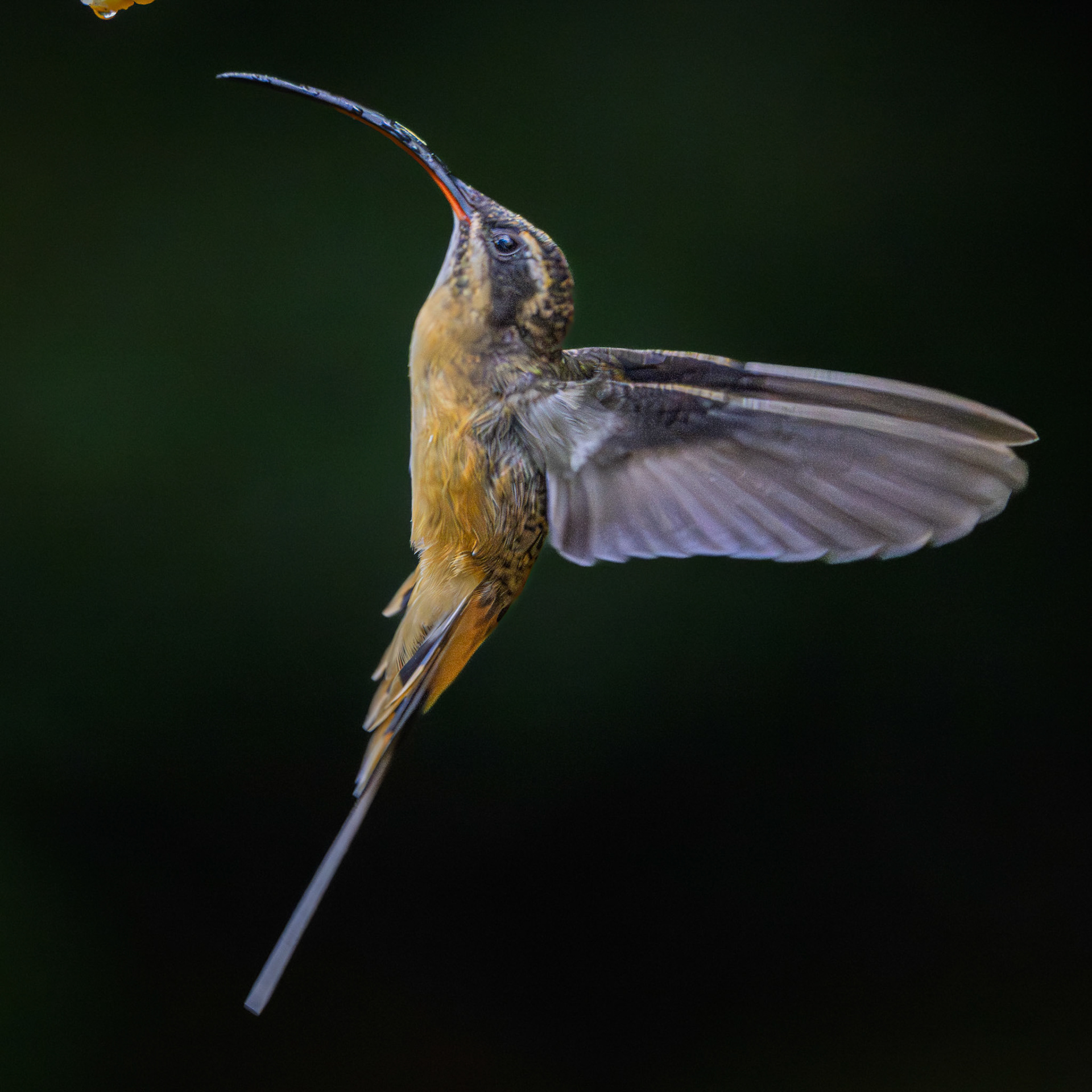 Tawny-bellied Hermit