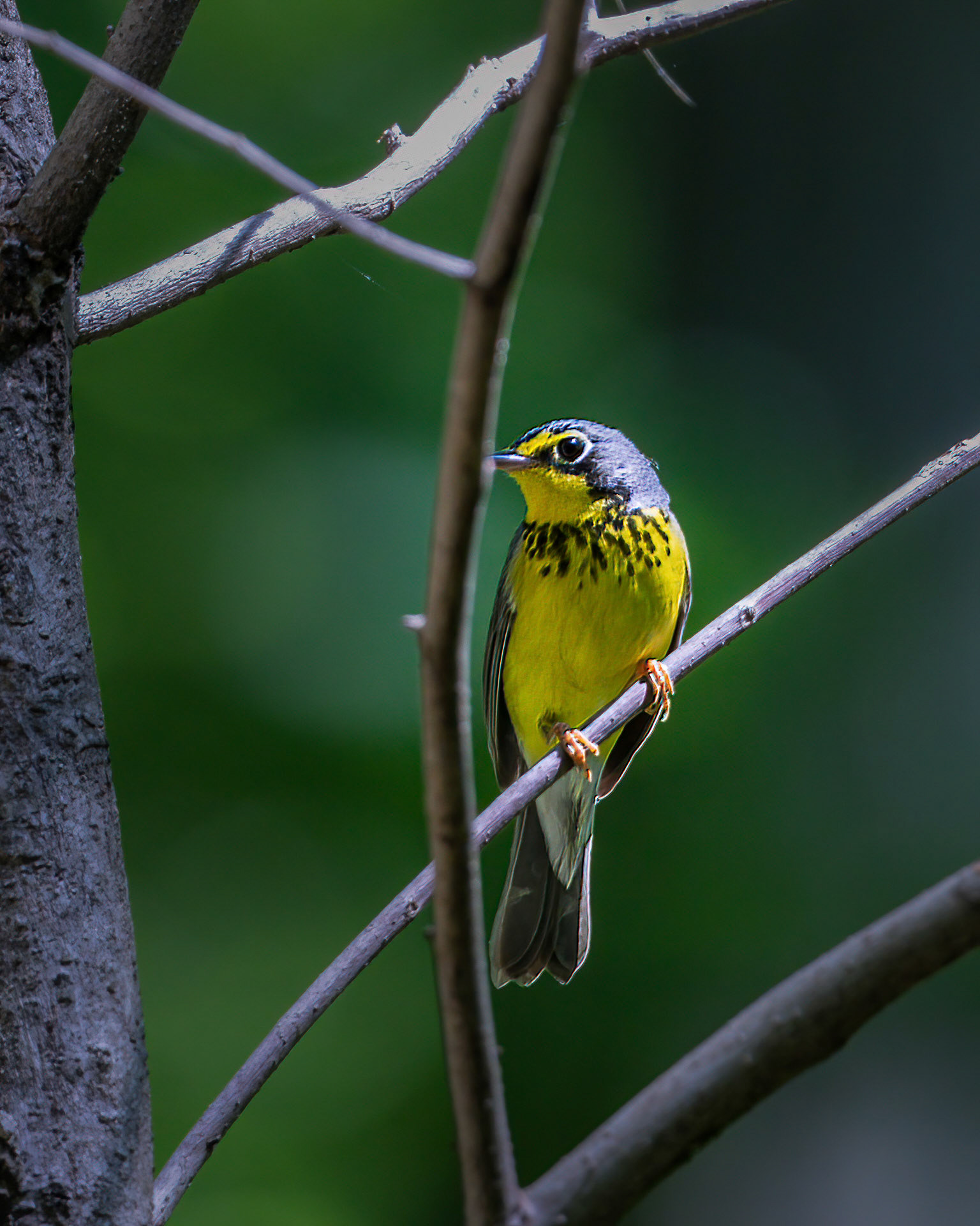 Canada warbler