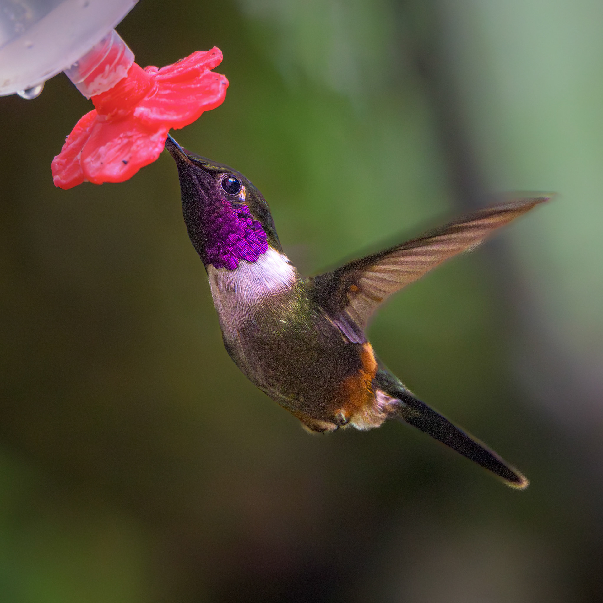 Purple-throated Woodstar
