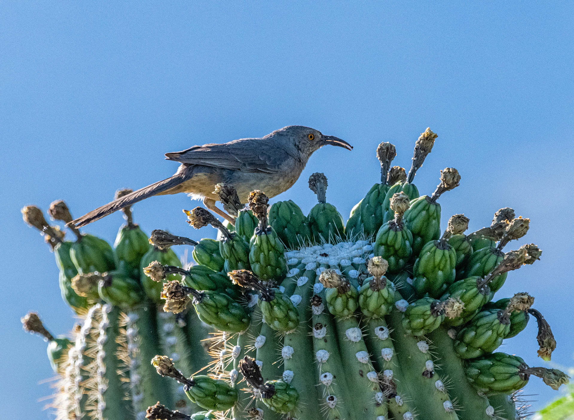 Curve-billed Thrasher