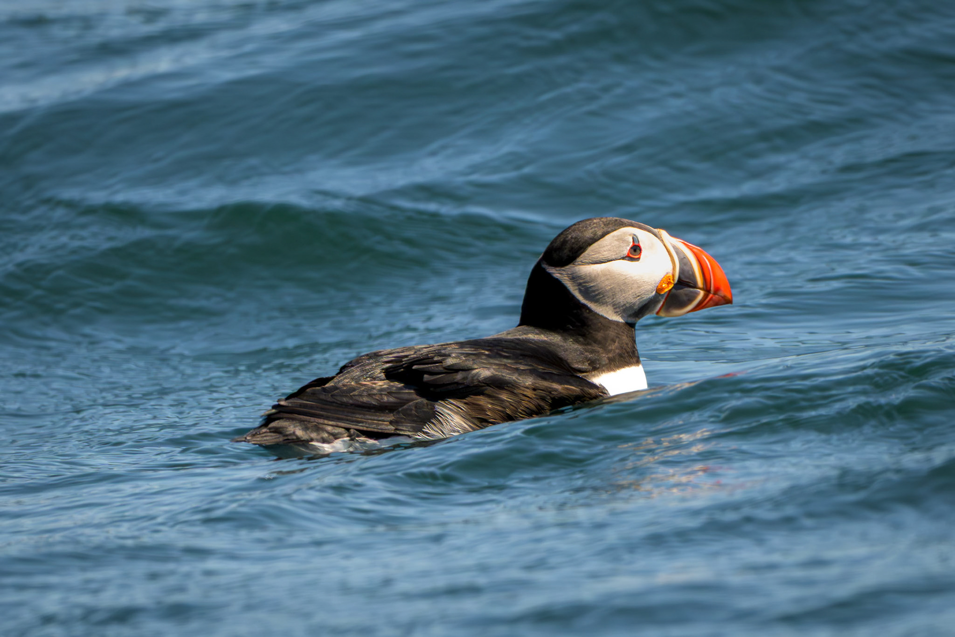 Atlantic Puffin