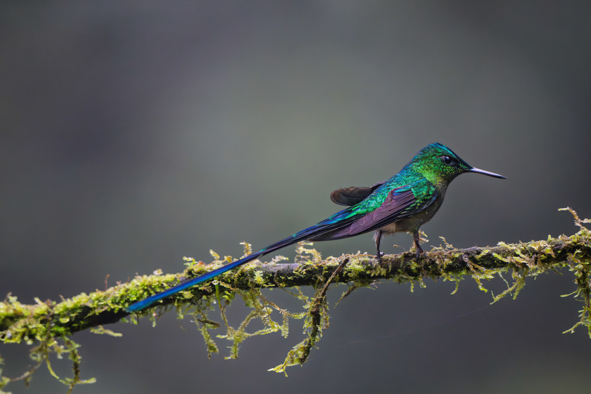 Violet-tailed Sylph