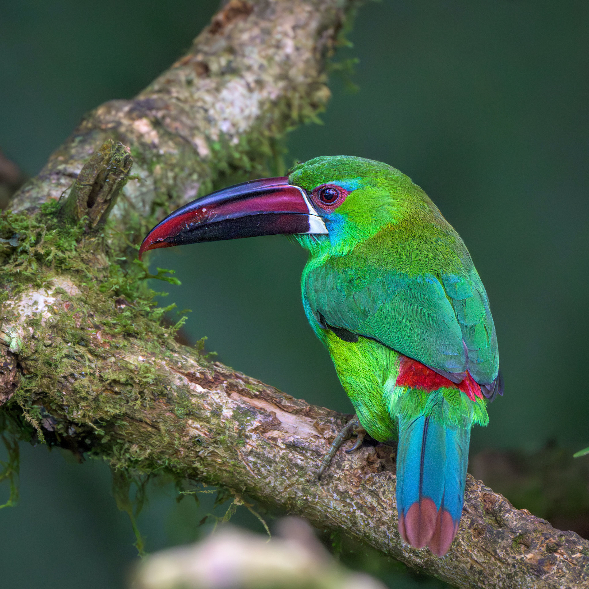 Crimson-rumped Toucanet