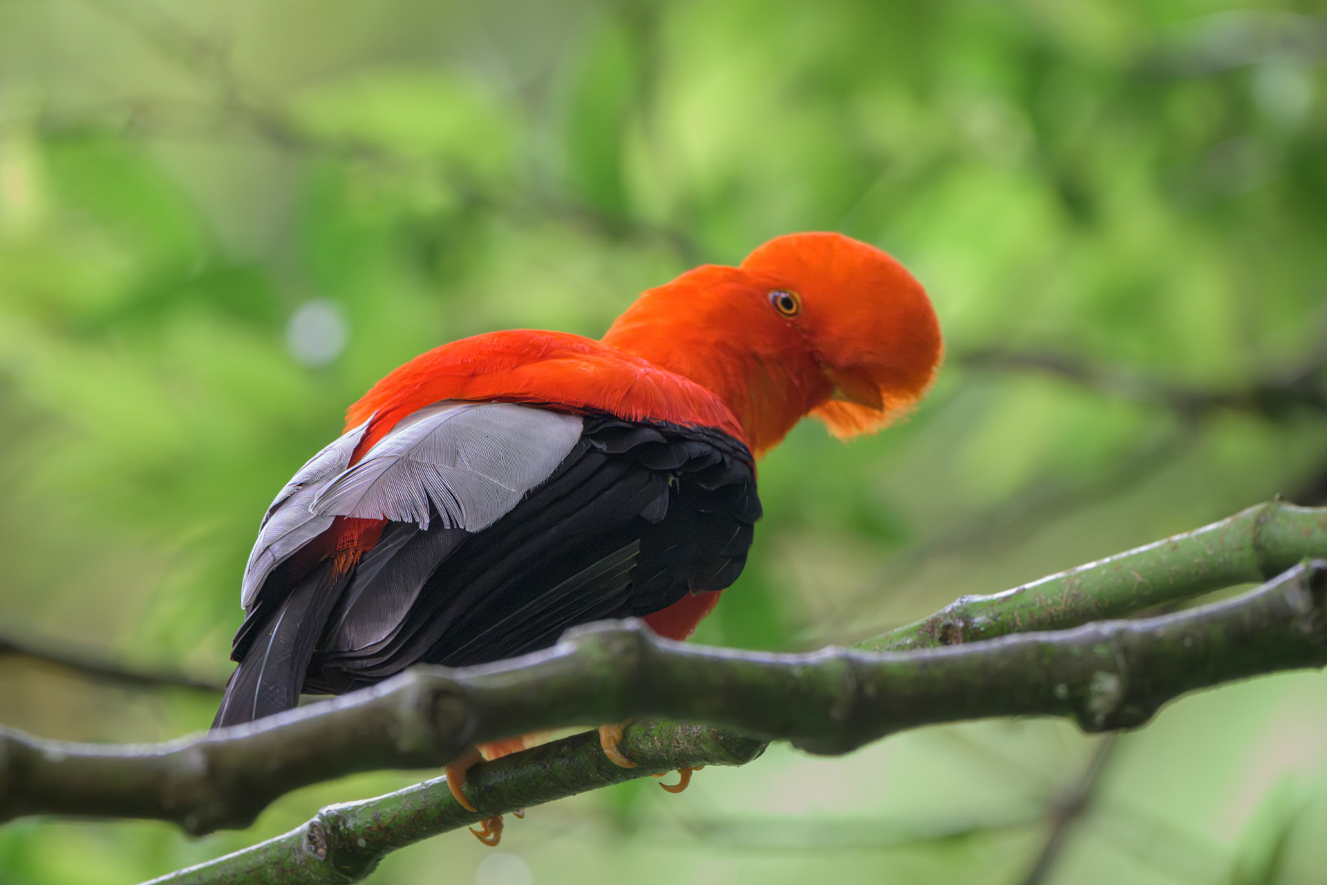 Andean Cock of the Rock