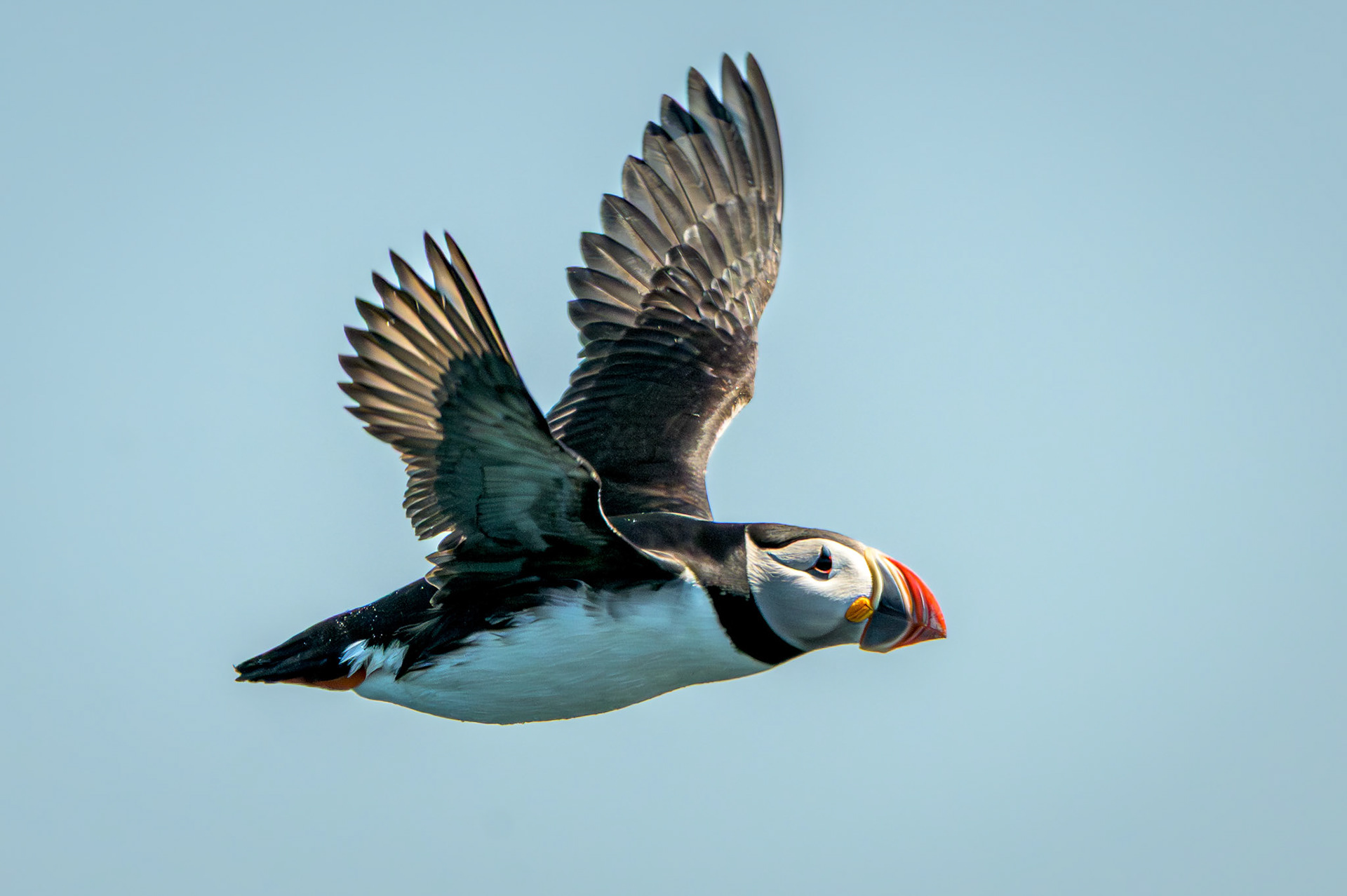Atlantic Puffin