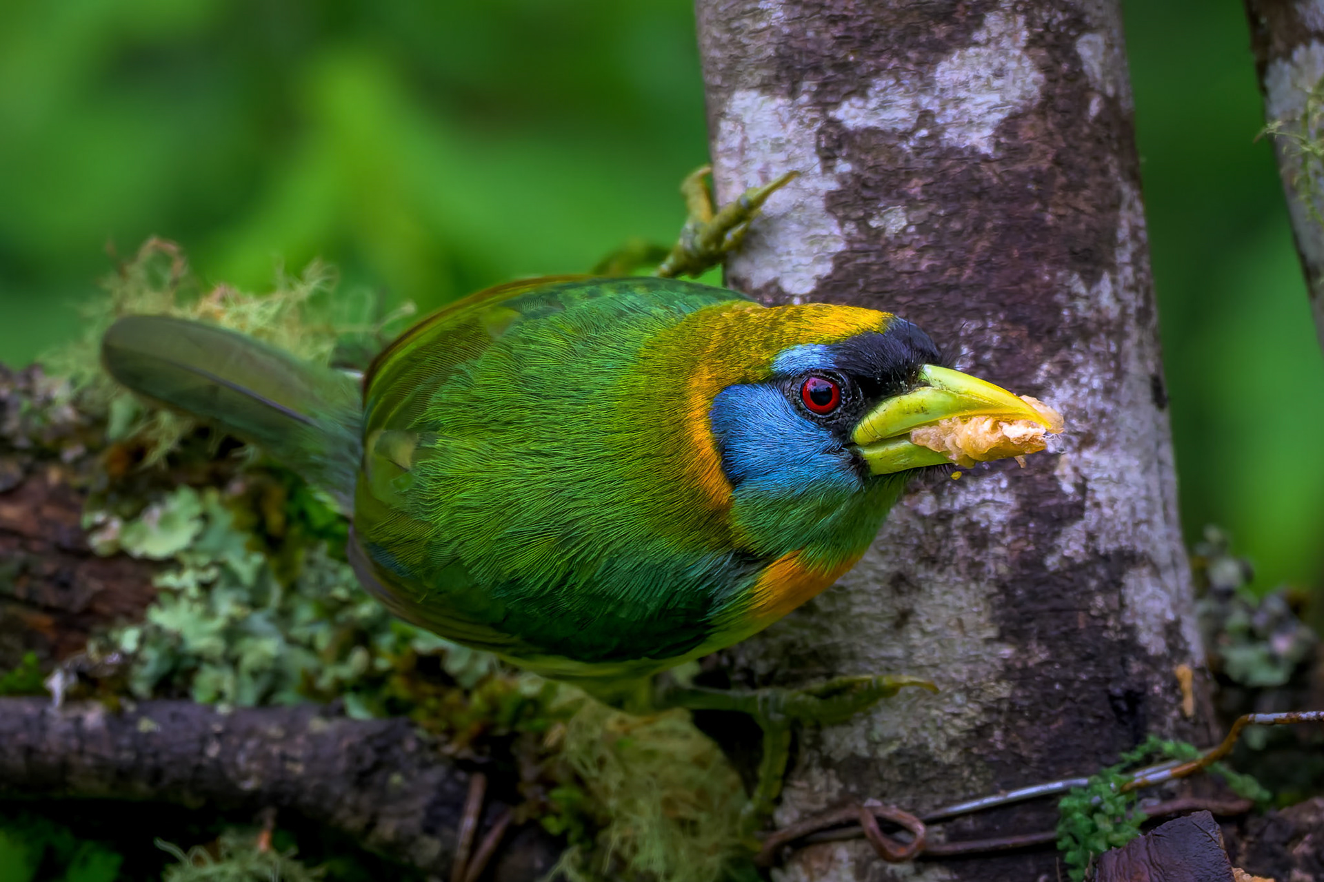Red-headed Barbet
