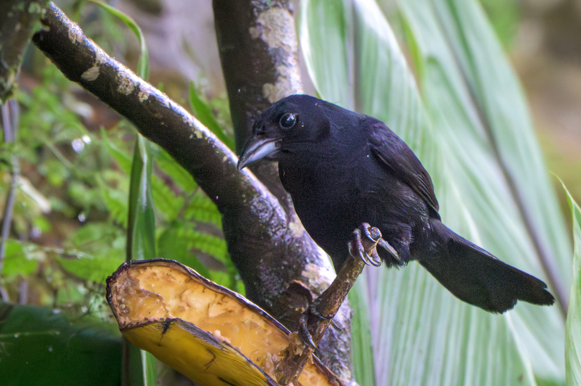Shiny Cowbird