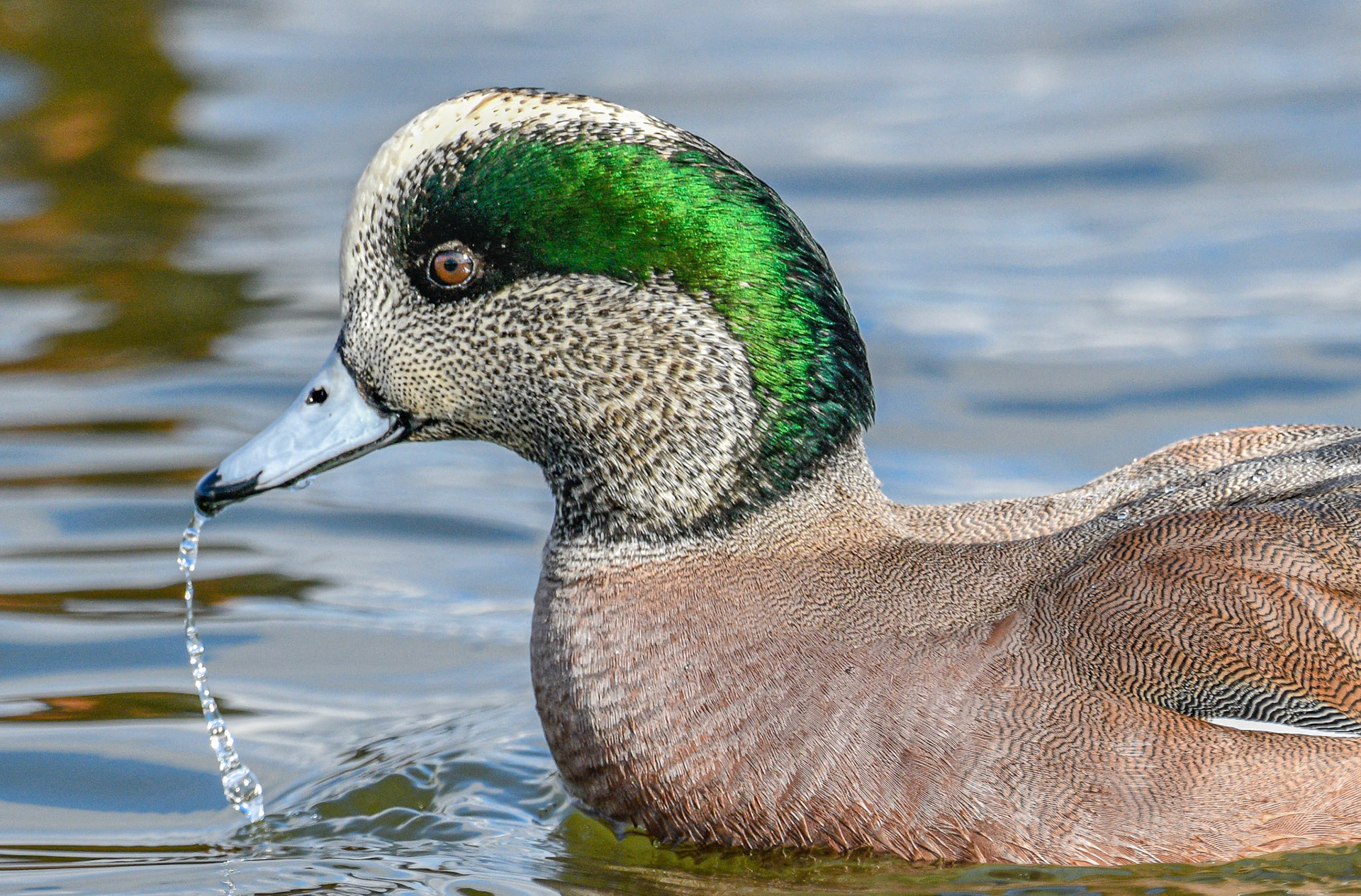 Widgeon