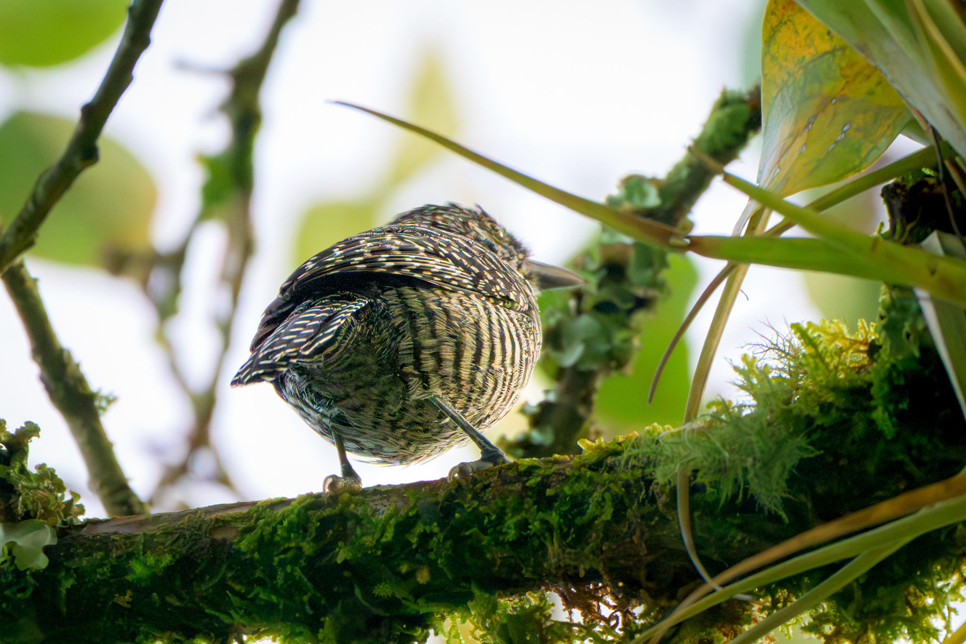 Bar-crested Antshrike