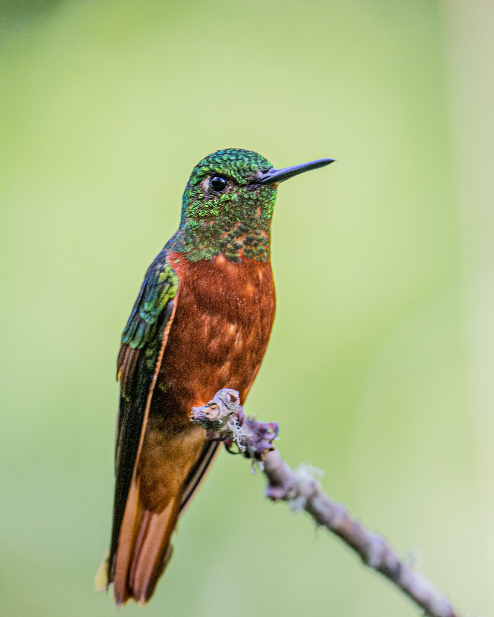 Chestnut-breasted coronet hummingbird
