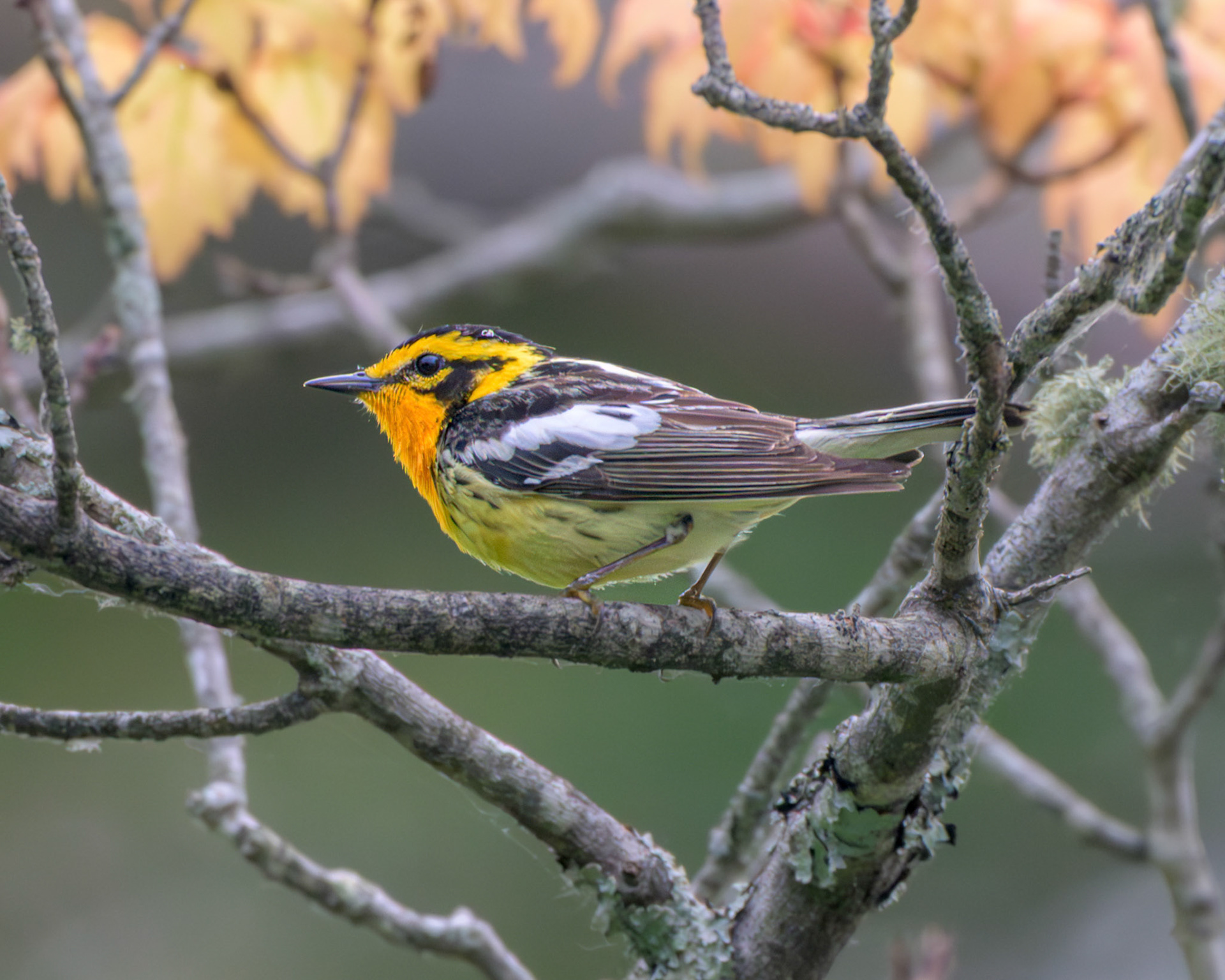 Blackburnian Warbler