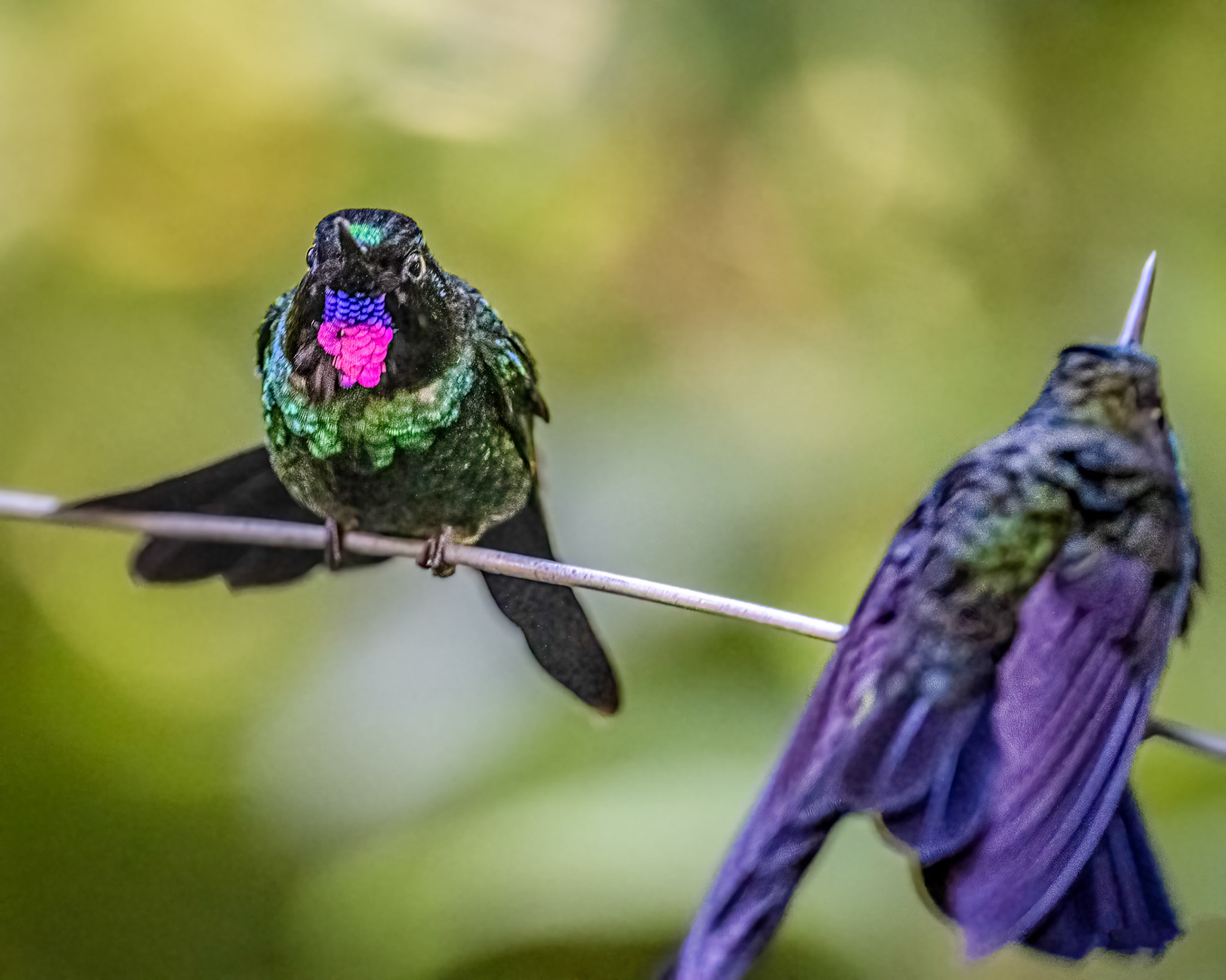 Tourmaline sunangel hummingbird