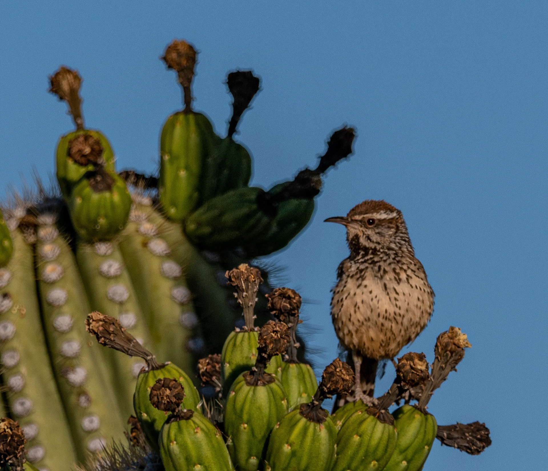 Cactus Wren