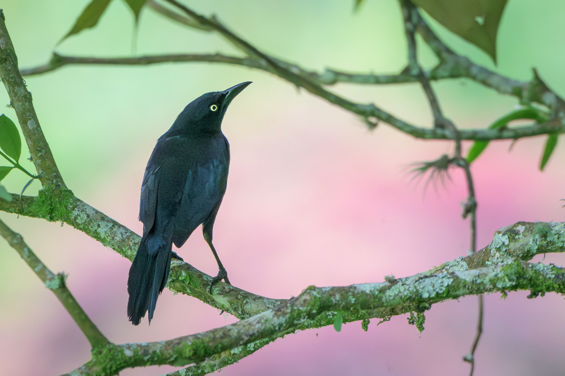 Carib Grackle