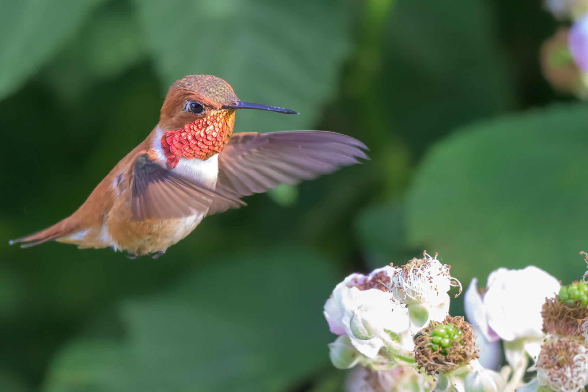 Rufous Hummingbird