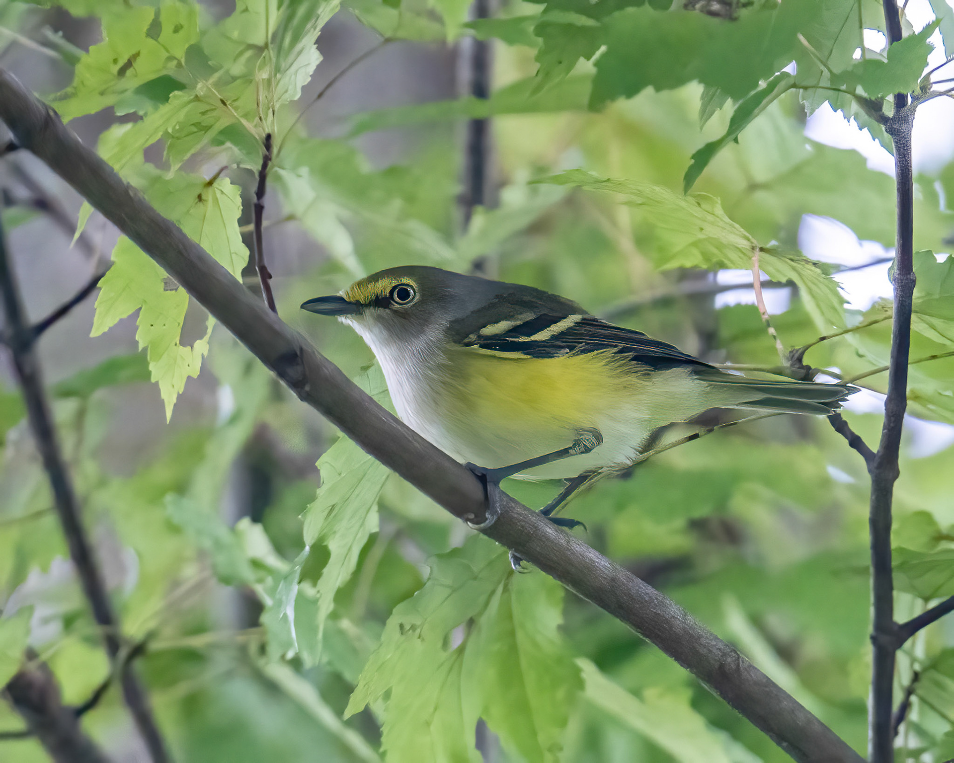 White-eyed vireo