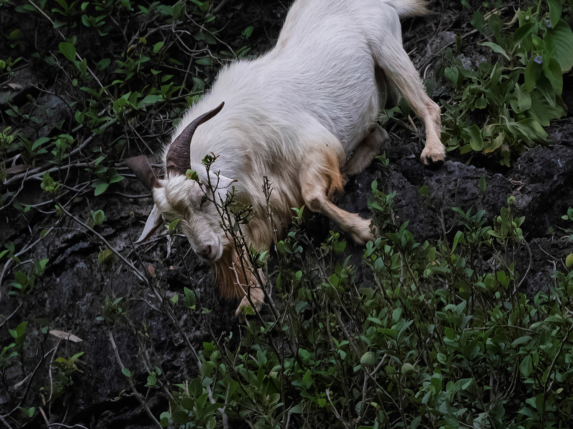 Tam Coc - Mountain Goat