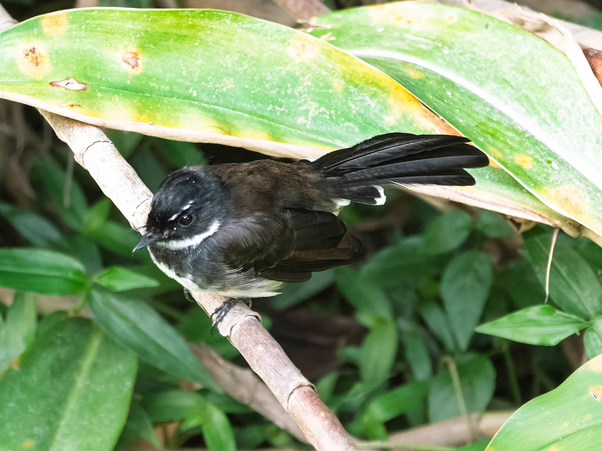 White-throated Fantail
