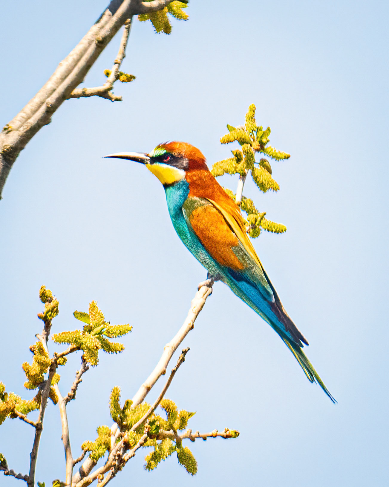 European bee-eater