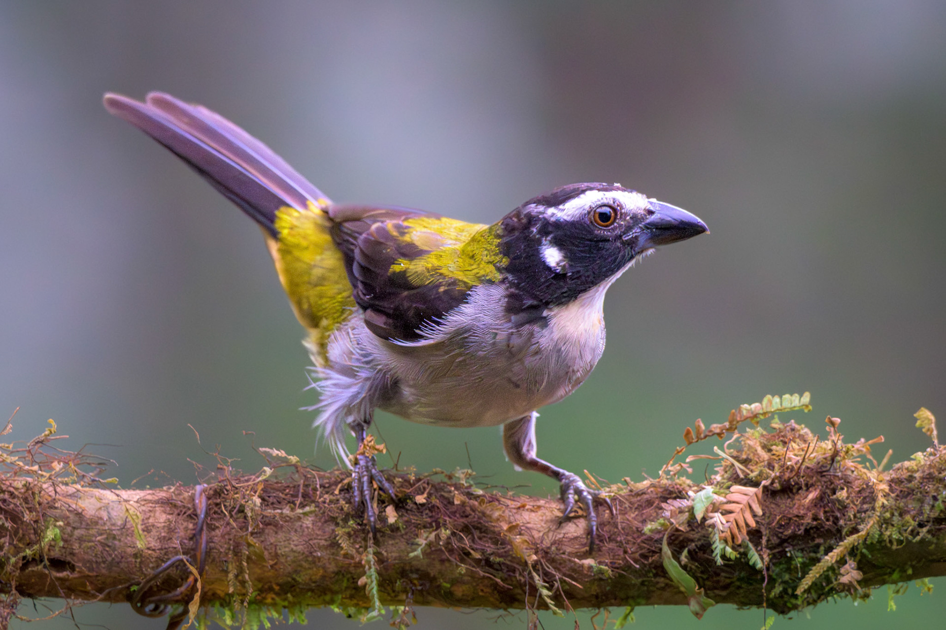 Black-winged Saltator