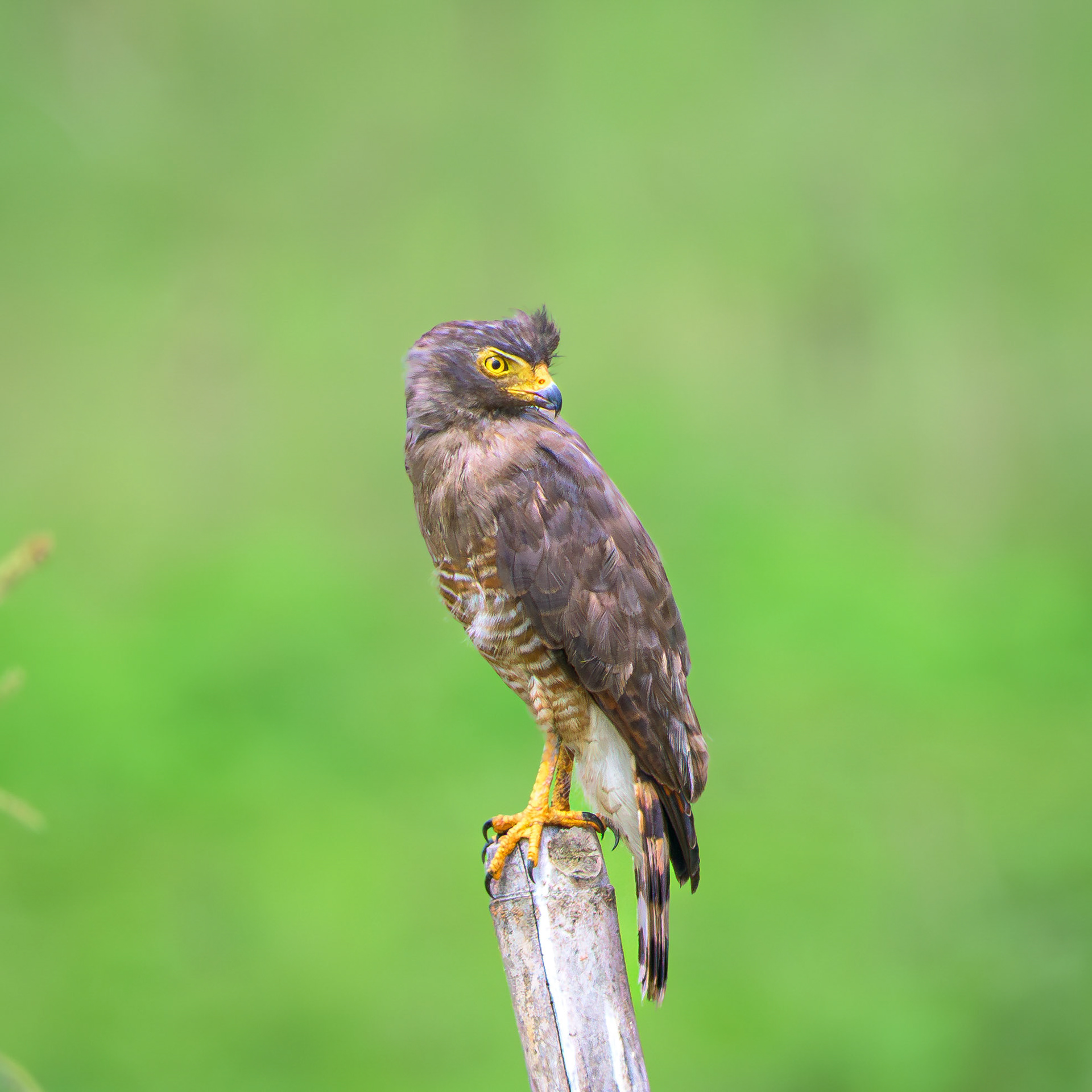 Roadside Hawk
