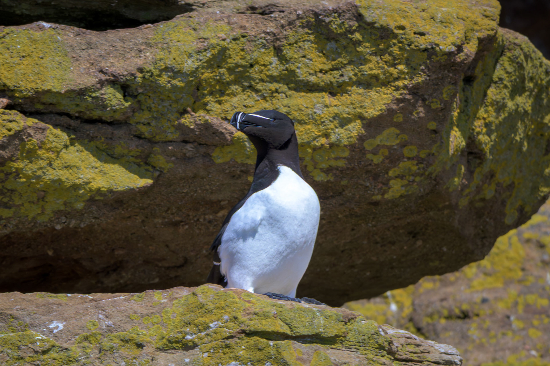 Razorbill