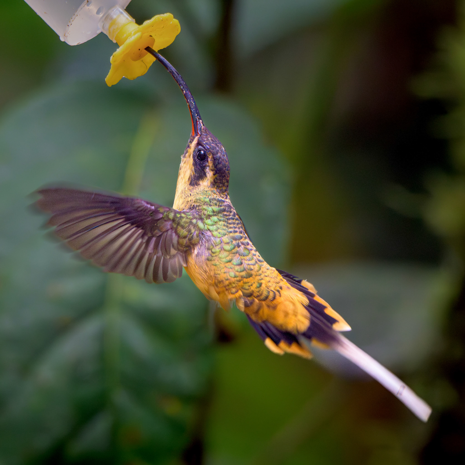 Tawny-bellied Hermit