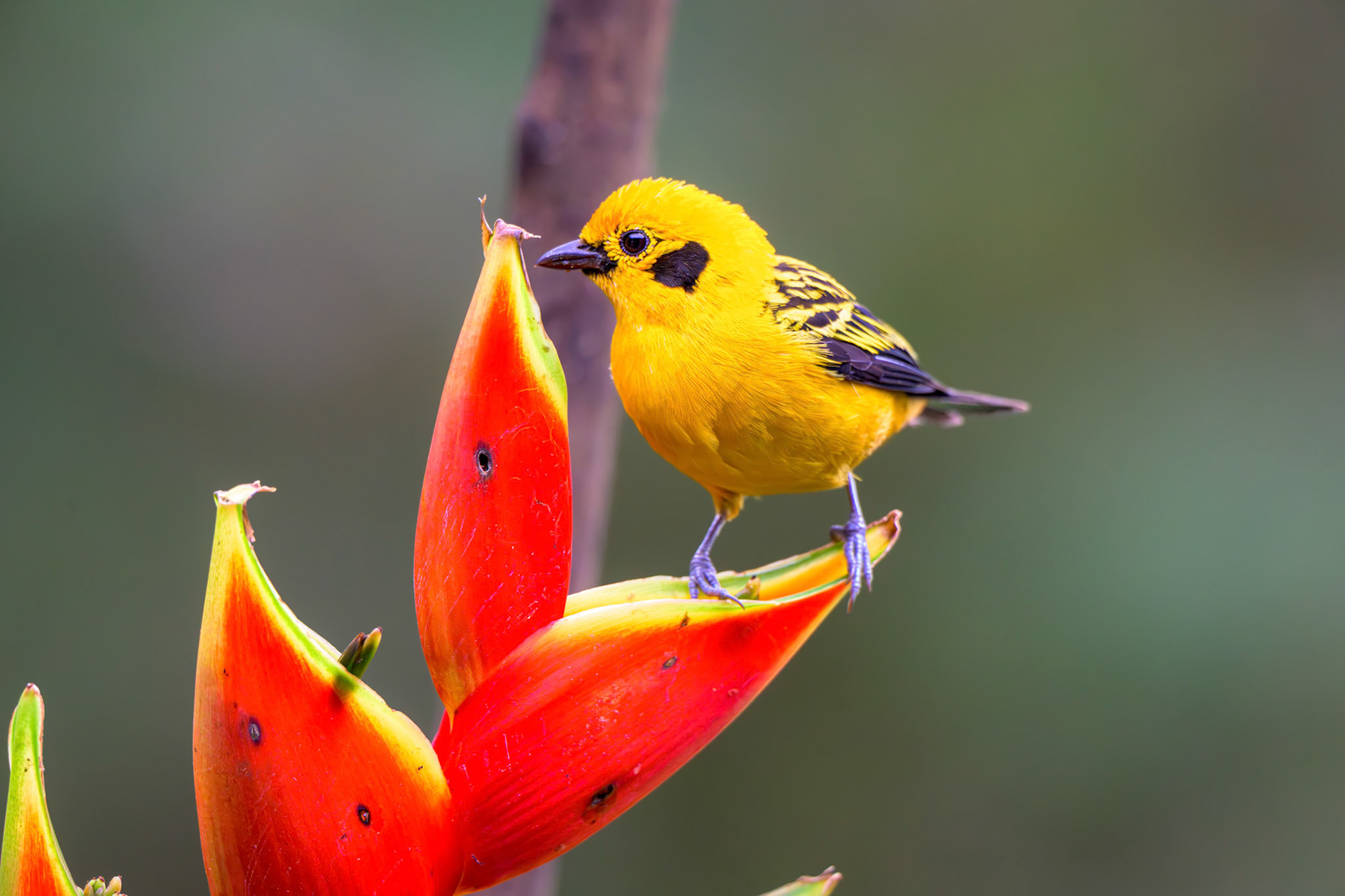 Golden Tanager