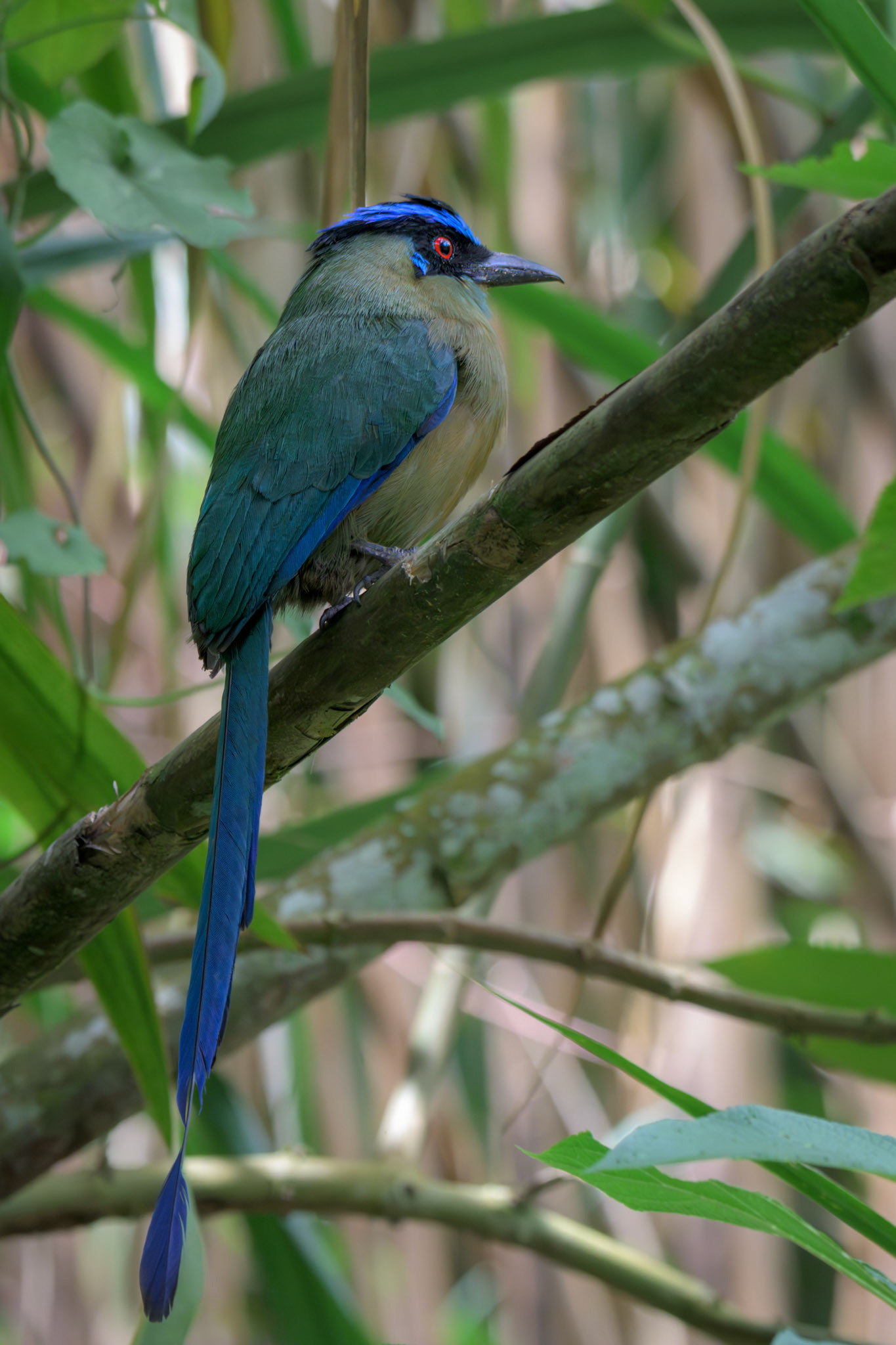 Andean Motmot