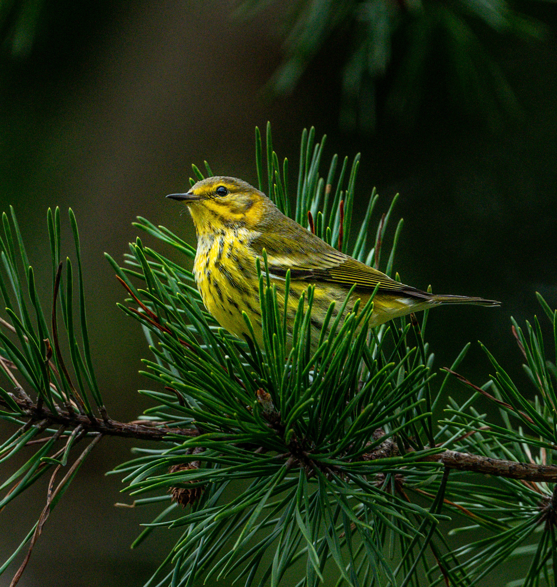 Cape May warbler