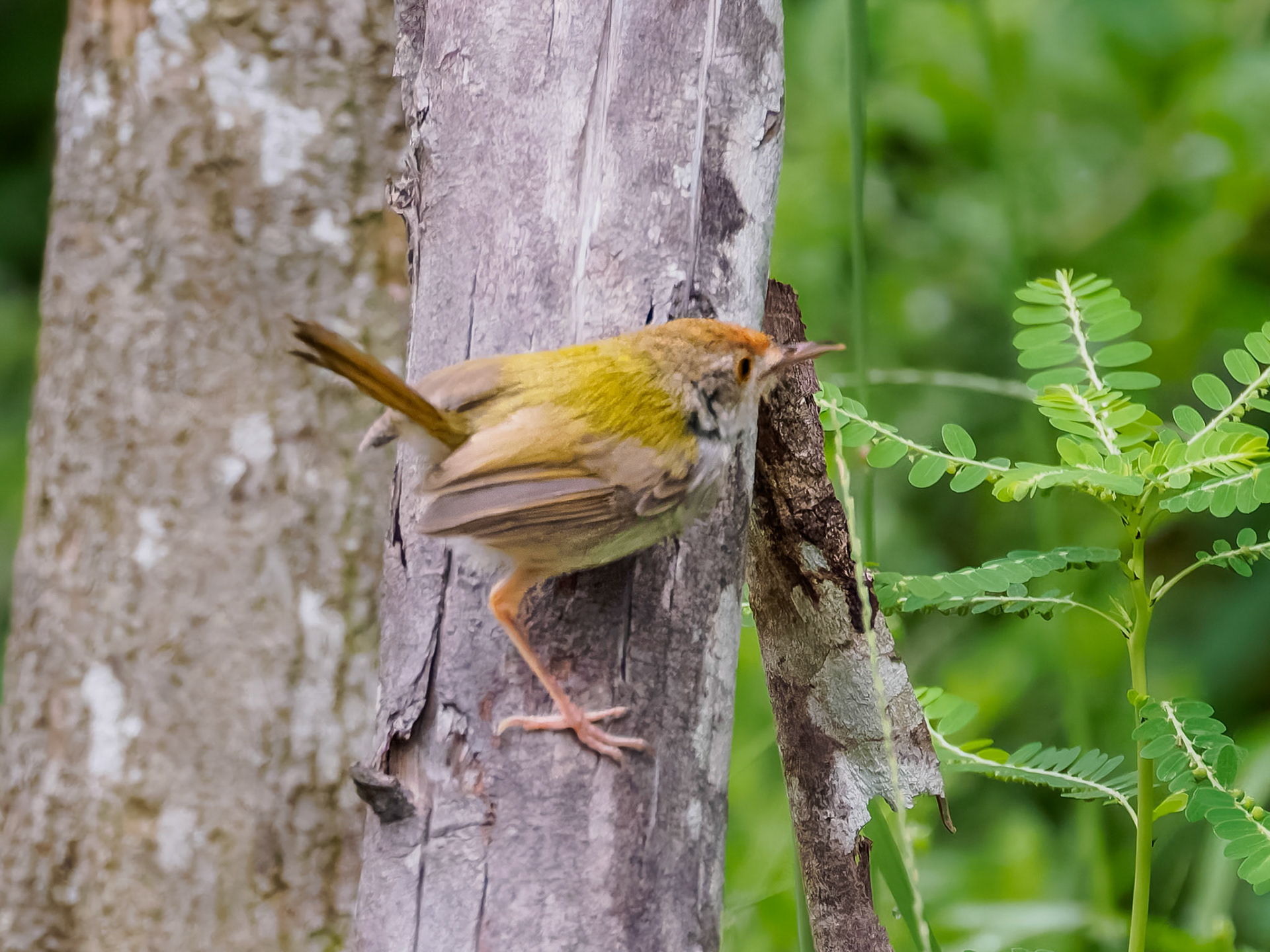 Dark-necked Tailorbird