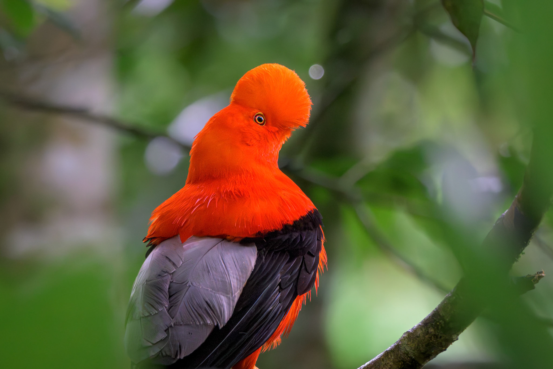 Andean Cock of the Rock