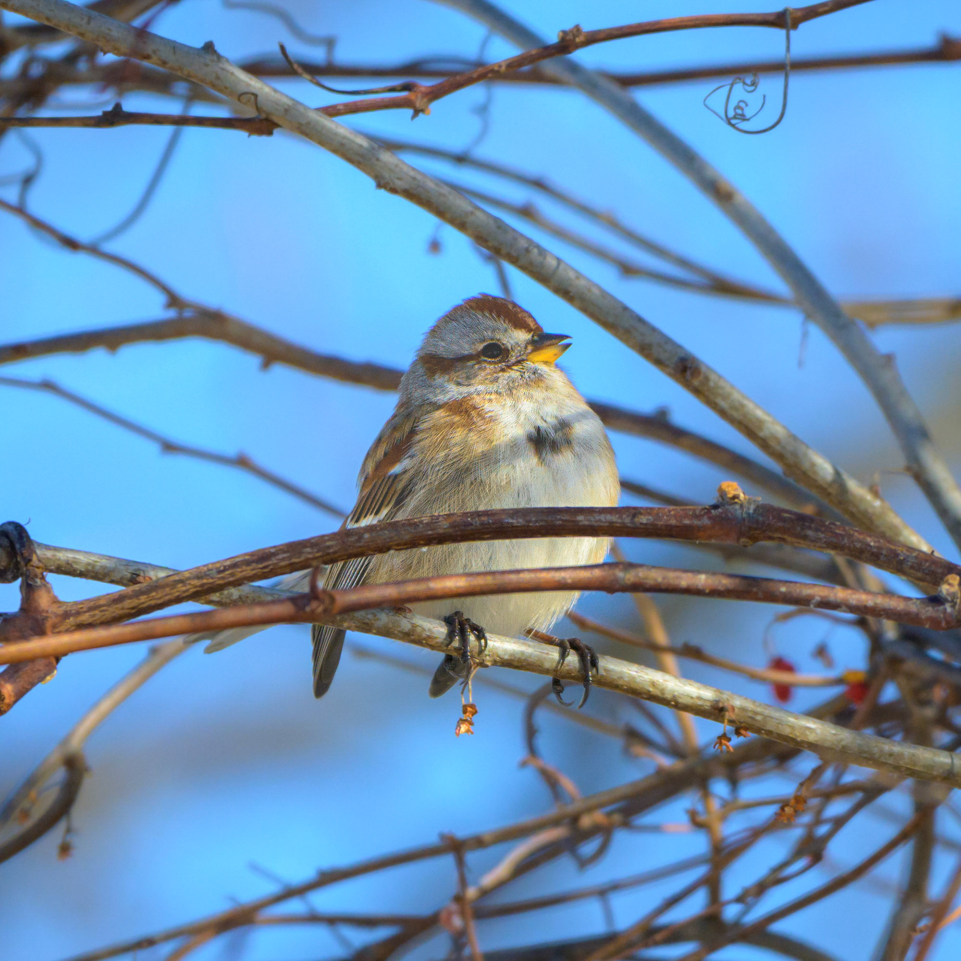 American Tree Sparrow