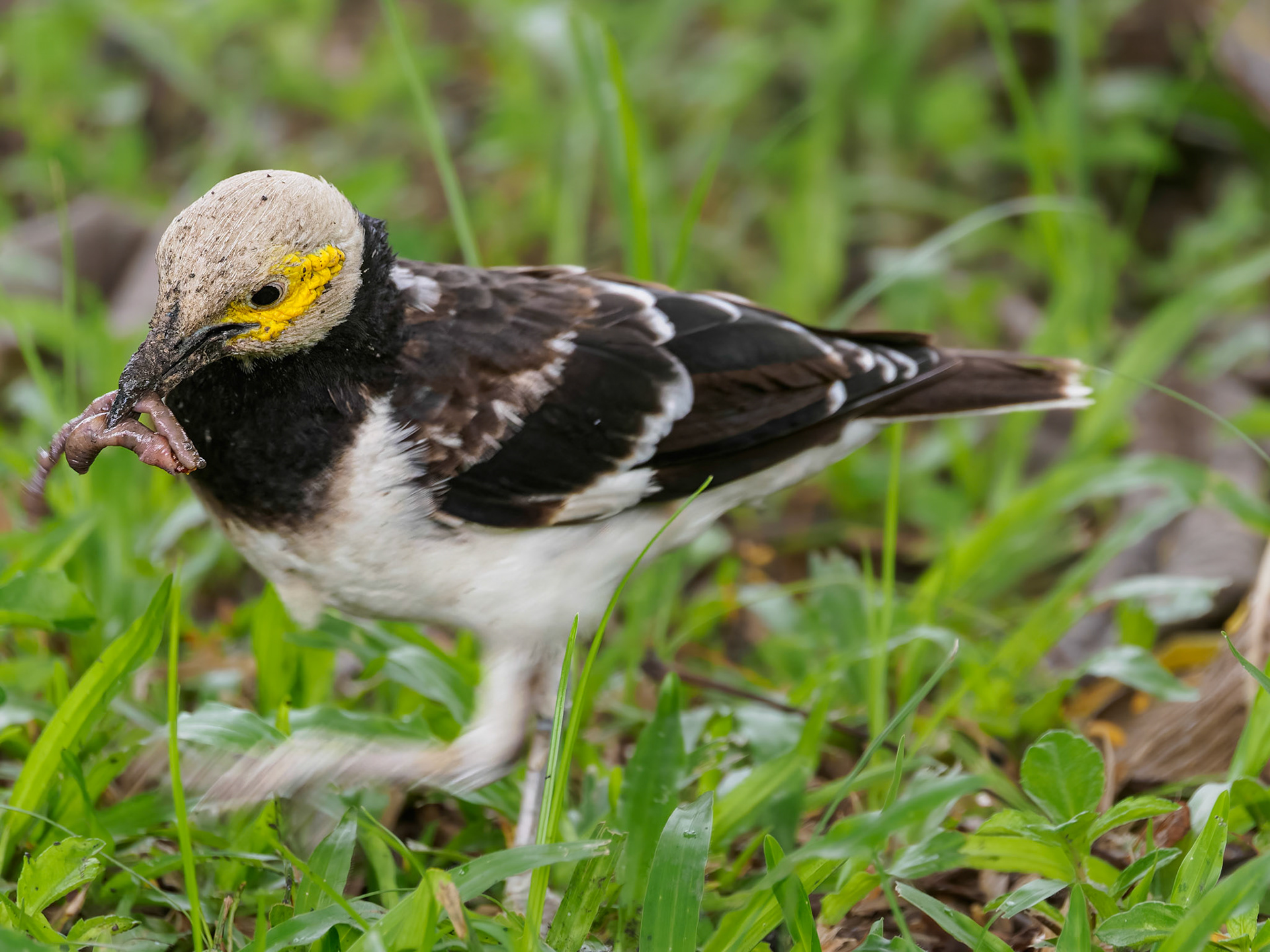 Black-collared Starling